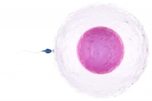 What is Infertility?