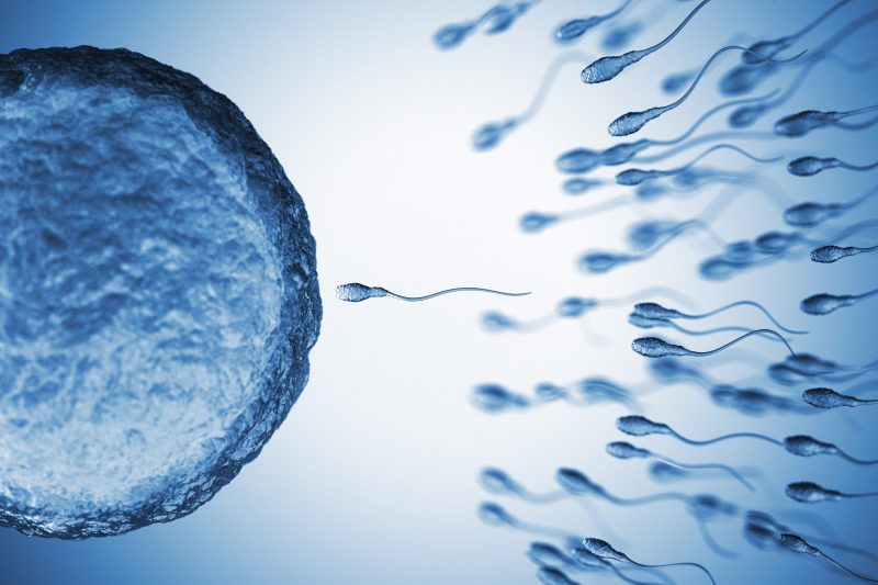 Sperm Count and Pregnancy Rates | WINFertility